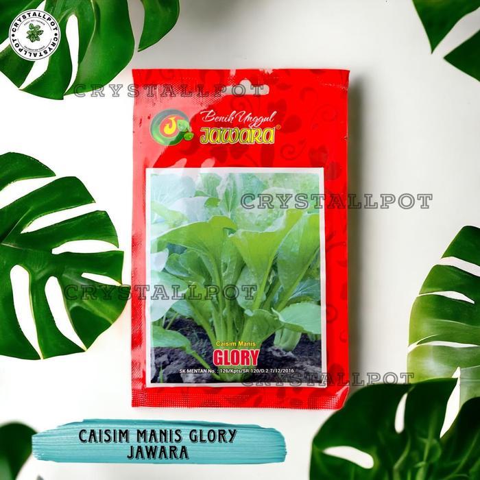 Benih Bibit Caisim Manis Glory Benih Unggul Jawara - Caisim Manis Glory Terbaru 