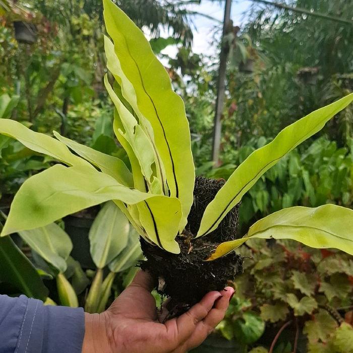 KADAKA BESAR tanaman hias dinding
