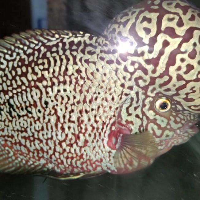 Burayak Ikan Louhan Kamfa F2 Gen Ori Thailand #Gratisongkir