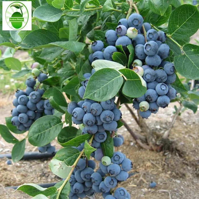 Bibit Blueberry Manis Untuk Ditanam (30 Buah/Pak) Bibit Blueberry Kerdil Bonsai Bibit Buah Blueberry