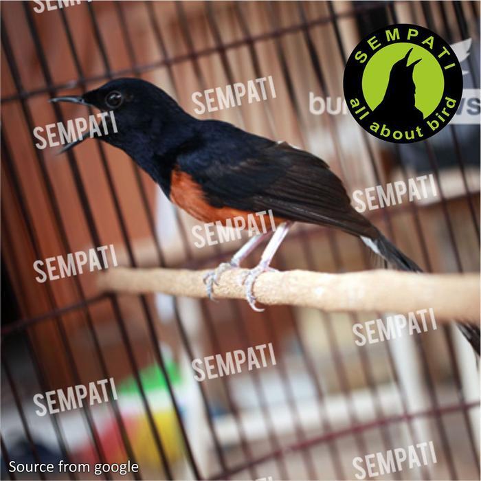 READY SEMPATI FRESH AVES OM KICAU VITAMIN SUPLEMEN BURUNG SAKIT BULU KUSAM JAMURAN KUTUAN