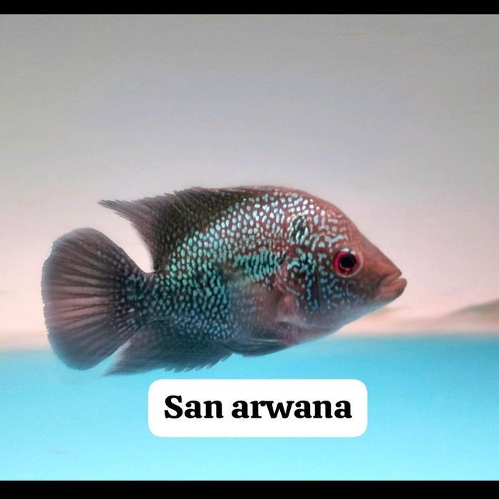 Ikan Louhan Female Kamfa Lohan Terbaru 
