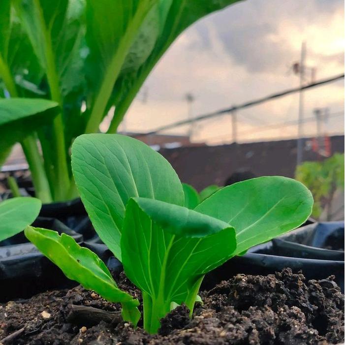 Pupuk Organik 1Kg - Pupuk Organik Tanaman Hias - Pupuk Organik Sayuran & Buah-Pupuk Organik Granul -