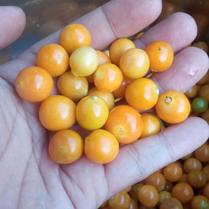 READY buah ciplukan kupas tanpa cangkang fresh 250 gram