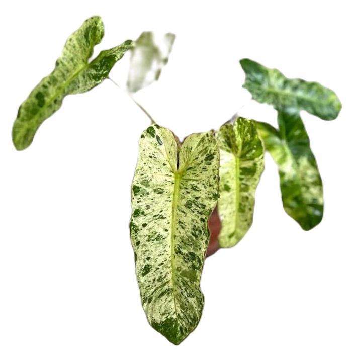 tanamanhias paraiso verde - philo paraiso verde varigata - tanaman paraiso verde varigata Daun