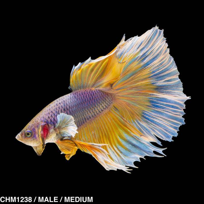 New Cupang Hias Halfmoon Yellow Purple / Betta Fish Halfmoon