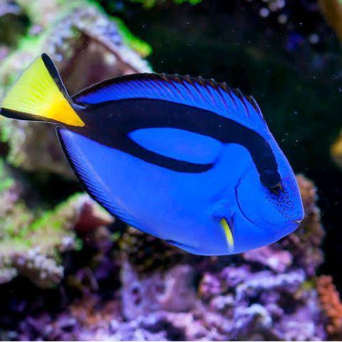 New Ikan Dory Dori Ikan Hias Air Laut Teman Nemo Lettersix Letter Six Makan Pelet