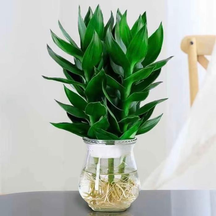 BAMBU KEBERUNTUNGAN BAMBU GUANYIN Bunga Tanaman - Tanaman Air - Tanaman pot air - Bambu Sri Rezeki -