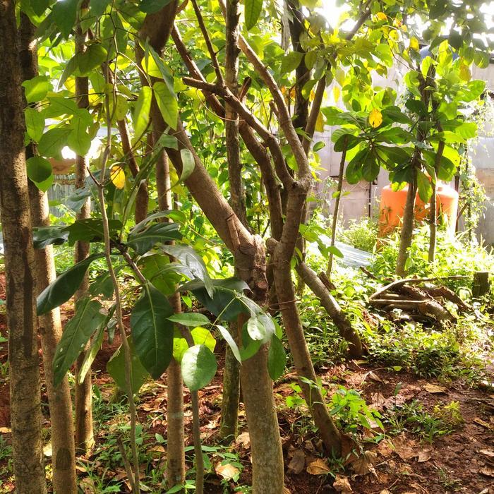 Terlaris Pohon Peneduh Dadap Bunga Merah Tinggi 2Meter