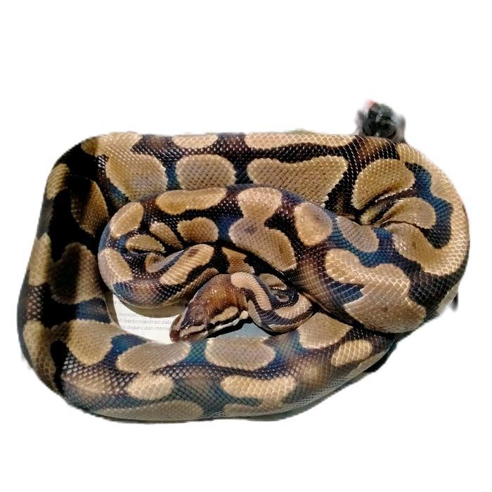 NEW Ready ball python sanca bola python regius