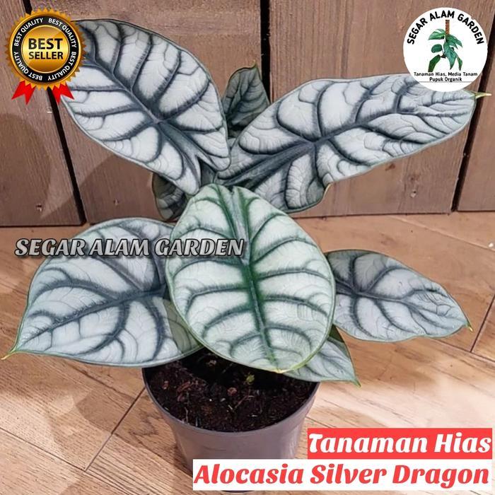 TANAMAN HIAS ALOCASIA SILVER DRAGON - ALOCASIA DRAGON SILVER