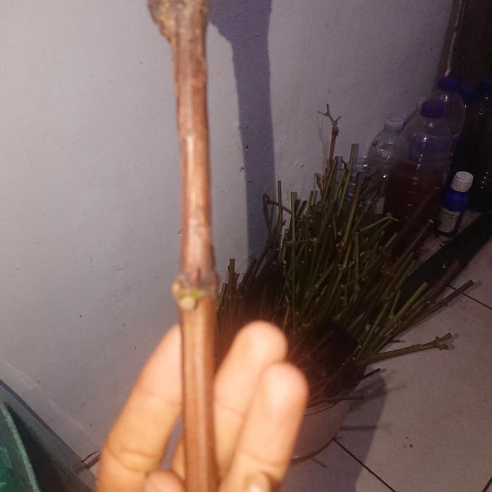 Cutting SO4 Batang Bawah Anggur dengan Rootstock Anggur SO4 atau Dogridge Ukuran Campur Random
