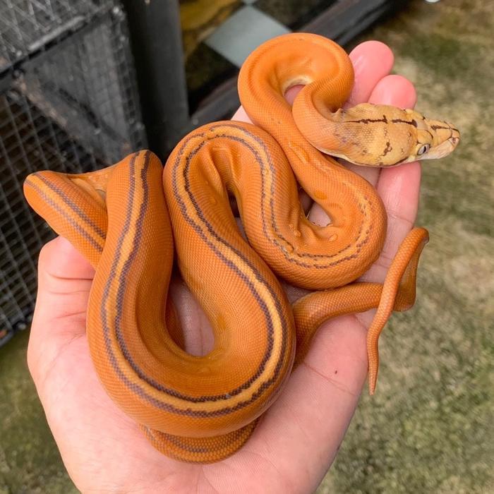 Ready Stock Retic / retic GC tiger Albino orange glow / reticulatus / retic tiger / retic albino /