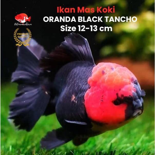 Ikan Mas Koki Oranda Black Tancho Size 12-13 Cm Pilihan Terbaik Rapih Terbaru 
