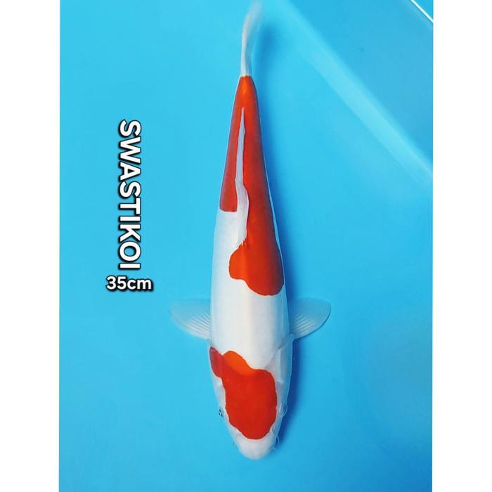 Ikan Koi Blitar Jumbo Kohaku Cakep Terbaru 