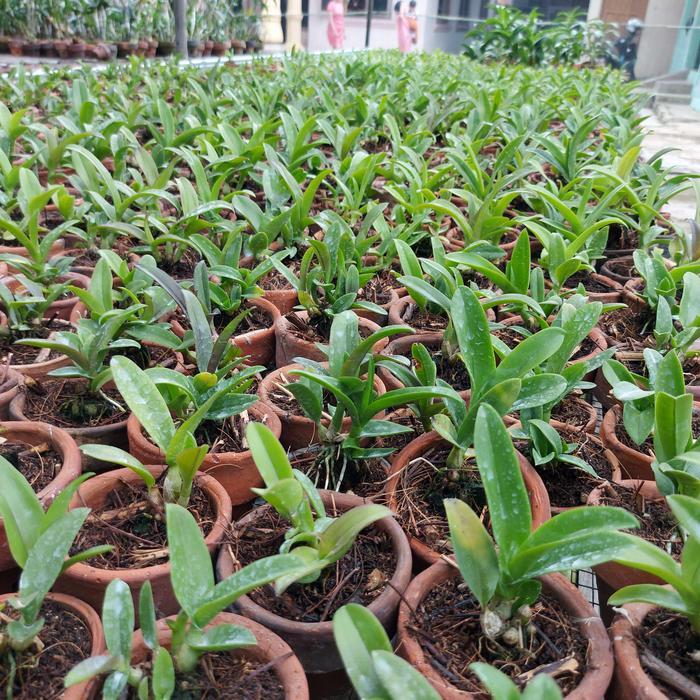 Seedling Anggrek Dendrobium - Tumbuhan Seedling Anggrek Dendrobium dalam Pot