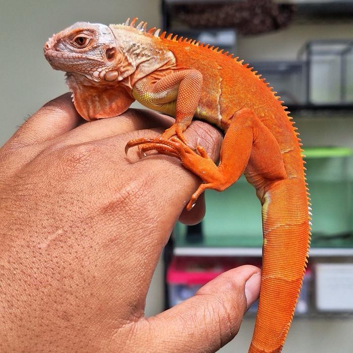 READY GE Iguana albino Red Hypo T+ ruby eyes super