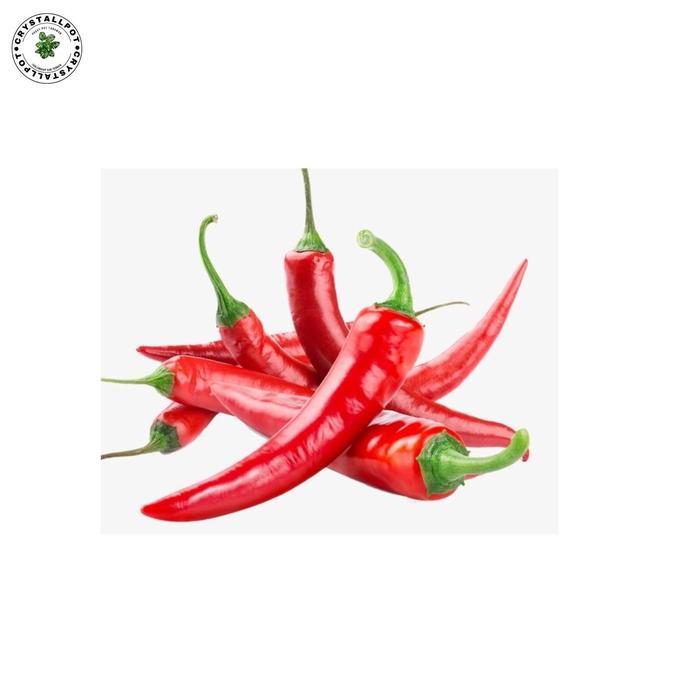 BENIH BIBIT CABE BESAR BENIH UNGGUL JAWARA - CABE BESAR LANDUNG