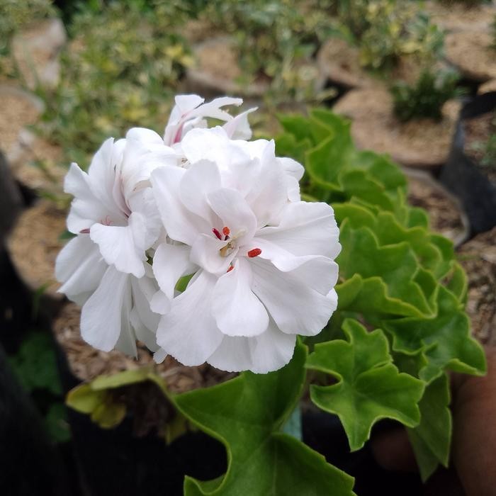 tanaman hias gantung Geranium bunga putih dan merah