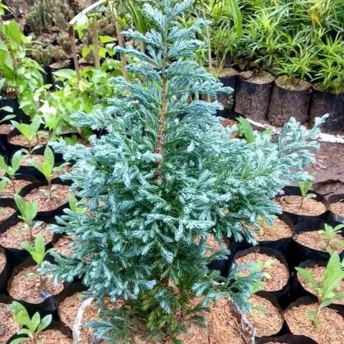 Bibit Tanaman Cemara Salju - Cemara Perak - Bonsai Cemara Mini Blueden