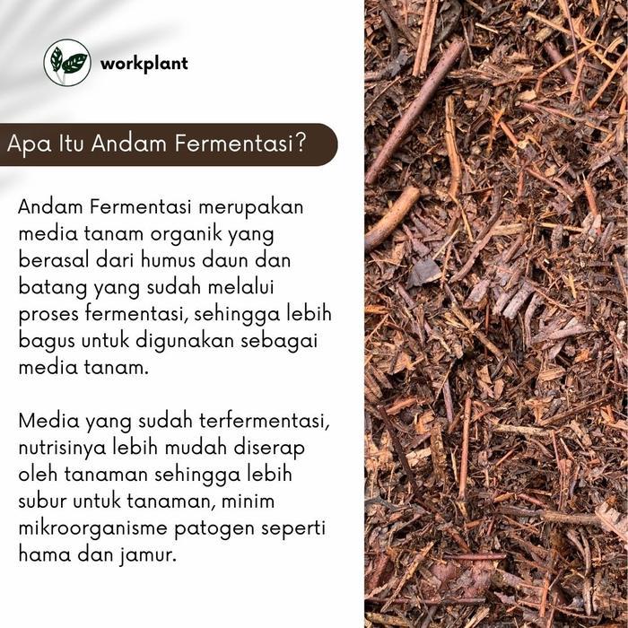 Andam Fermentasi - Humus Daun Media Tanam