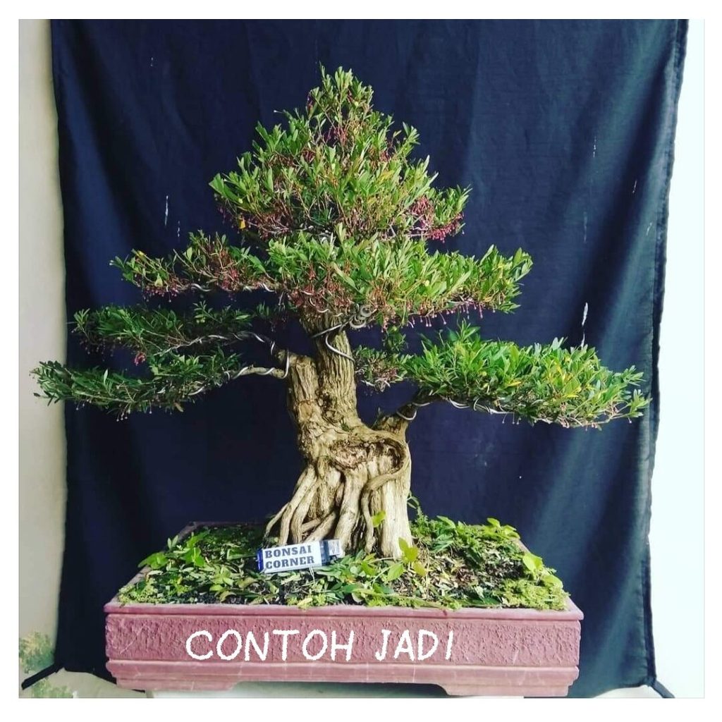 bahan bonsai mame cendrawasih bunga cendrawasih ukuran besar termurah