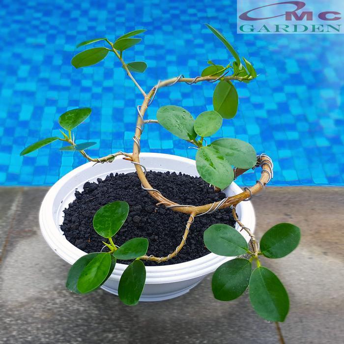 Tanaman Hias Pohon Bonsai Mame Beringin Korea Mini Dolar B-Bk-007