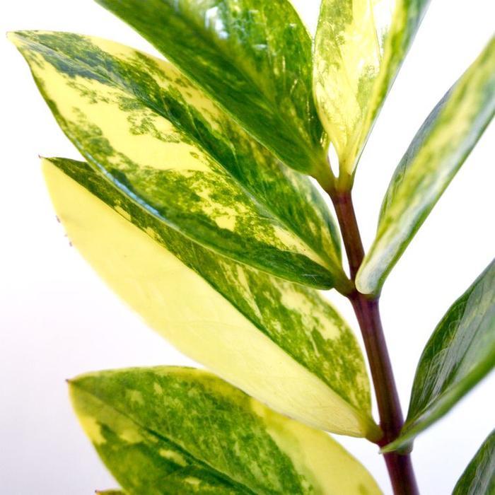 Tanaman Hias ZZ Plant Variegated / Zamia Variegata