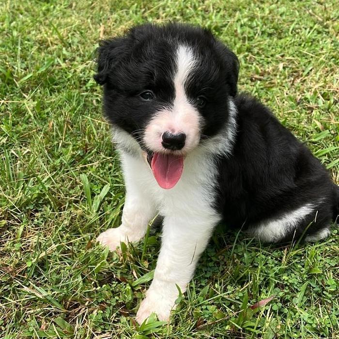 BORDER COLLIE PUPPY