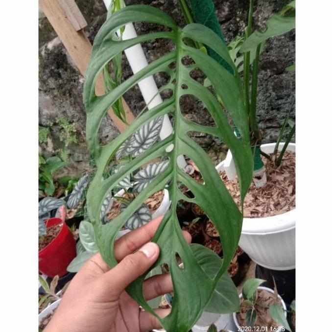 TANAMAN HIAS MONSTERA ESQUELETO