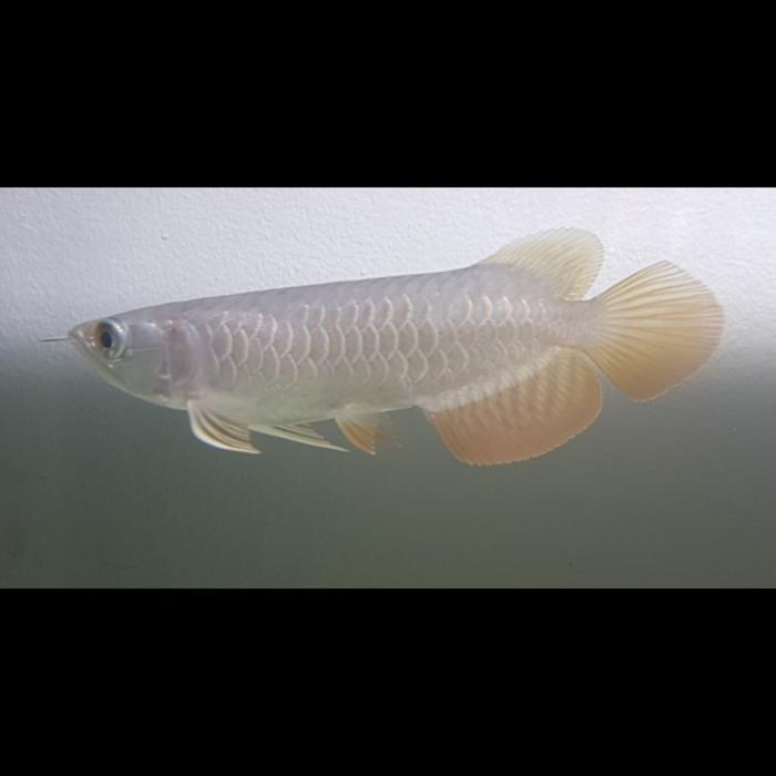 Ikan Arwana Golden Red Rtg Red Tail Golden Arowana Terbaru 