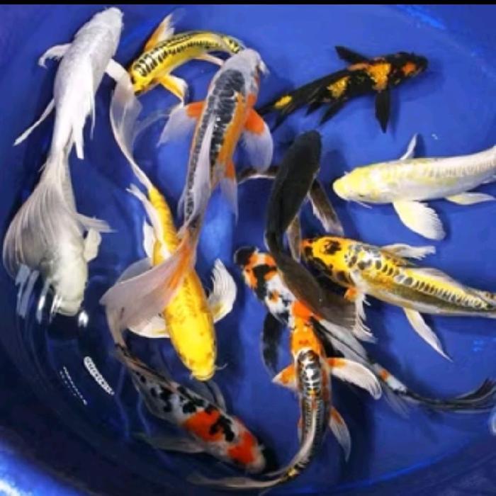Koi Kumpay Metalik 20 Cm Kualitas Gondrong Strong Terbaru 