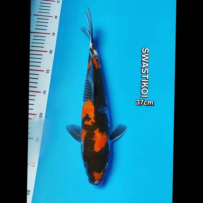 Ikan Koi Blitar Jumbo Showa 37Cm Terbaru 