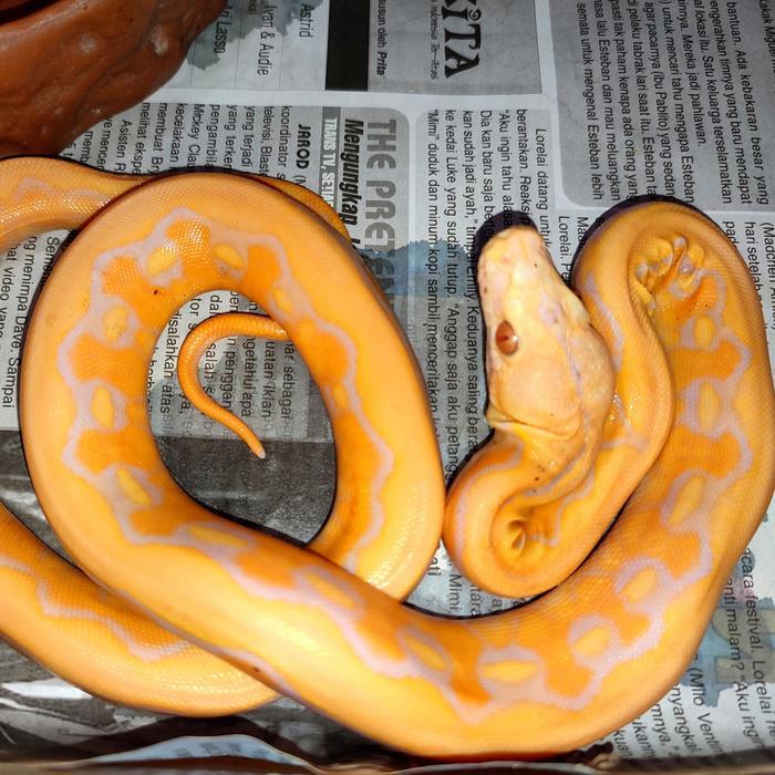 Ready retic albino tiger lavender female makan lancar