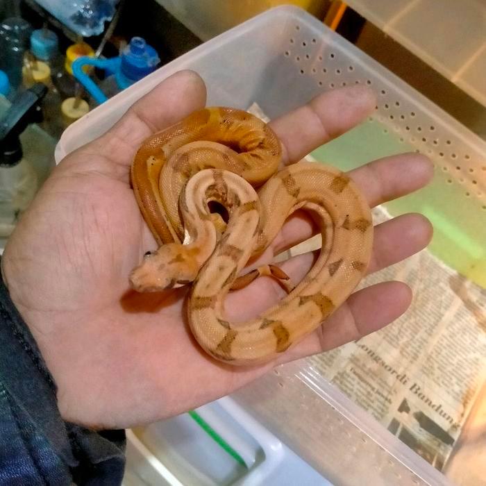 Ready Boa constrictor imperator bci