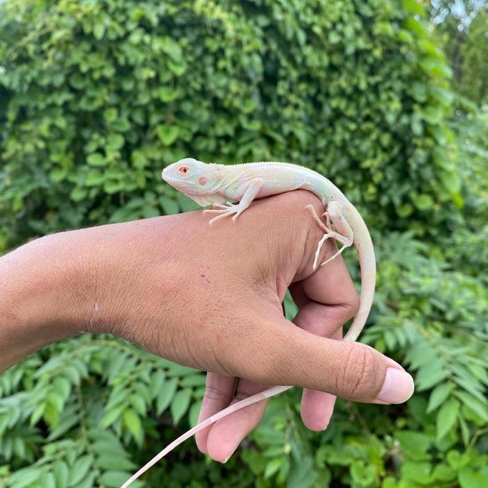 READY GE iguana snow bukan retic,salva, geco