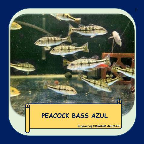 SIAPKIRIM IKAN S TAWAR - PEACOCK BASS AZUL READY STOCK