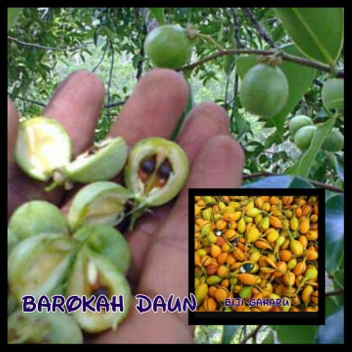 benih biji gaharu malakensis asli
