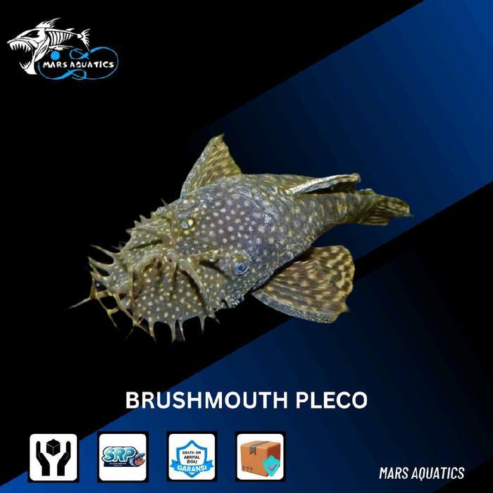 Ready Ikan Hias Ikan Brushmouth Pleco Tankmate