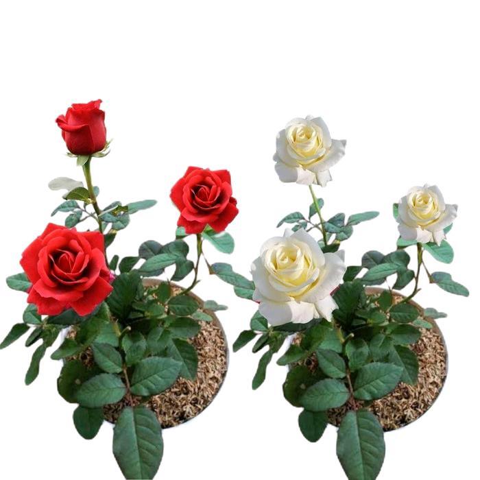 Paket 2 Pohon Mawar Merah & Putih - Bunga Mawar merah - Tanaman Hias Bunga Mawar putih - Mawar