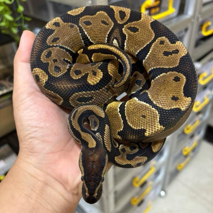 REDAY Terlaris Ball Python Orange Dream Female cakep jinak Promo Murah