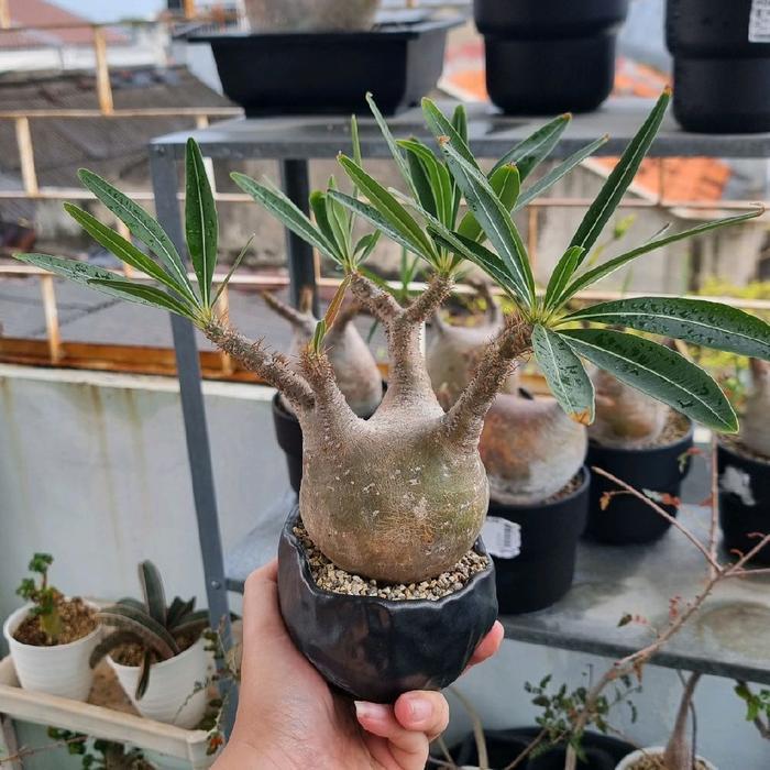 Pachypodium Gracilius - Tanaman Alami Ideal untuk Kolektor Tanaman Hias