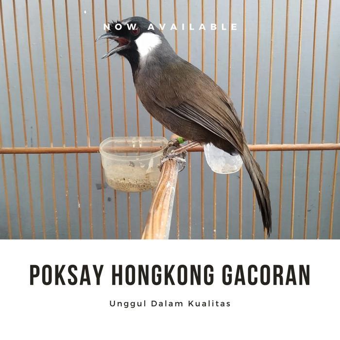 Poksay Hongkong Gacoran Jantan