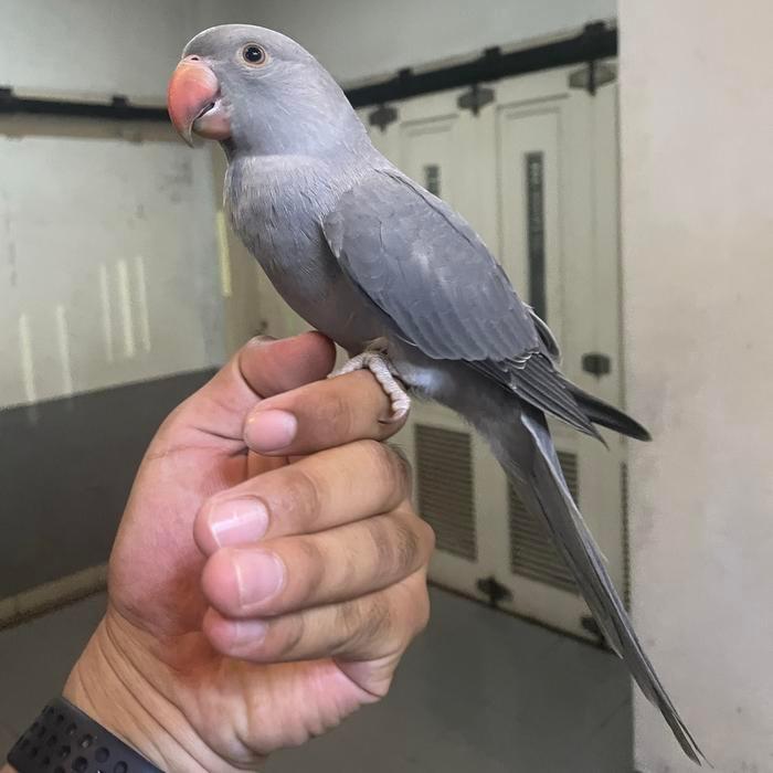 burung indian ringneck jinak