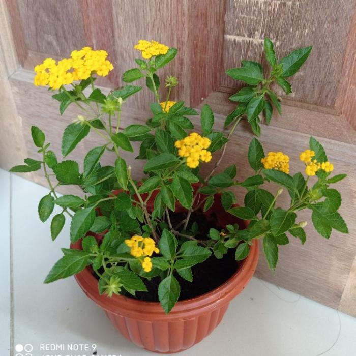 Terbaru Tanaman Hias Lantana, Bunga Lantana, Tanaman Lantana