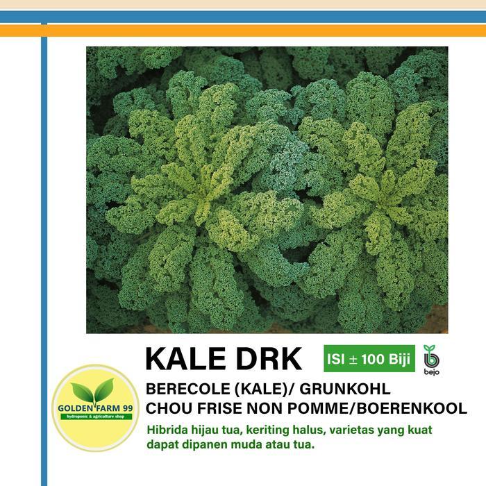 Benih KALE Darkibor Bejo seed - Import