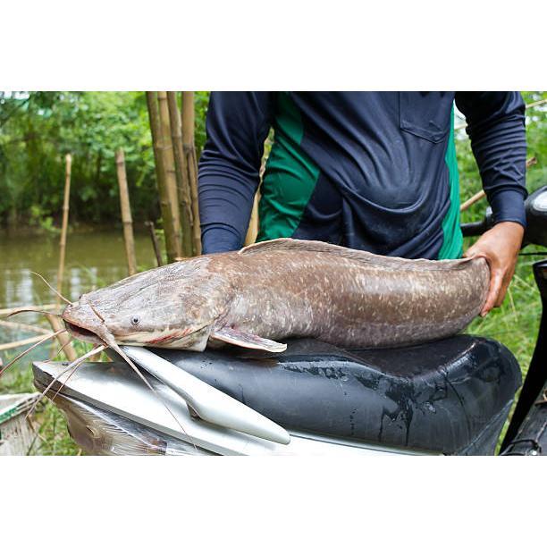 Ready Ikan Lele Besar Lele Jumbo Lele Hidup Live Ekoran