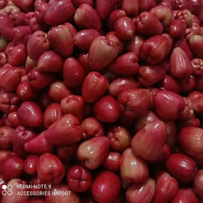 BUAH JAMBU DELIMA DEMAK MANIS 1KG