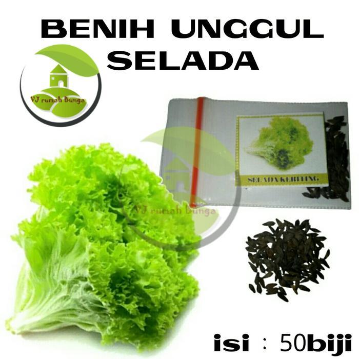 bibit sayuran selada/bibit selada/benih selada