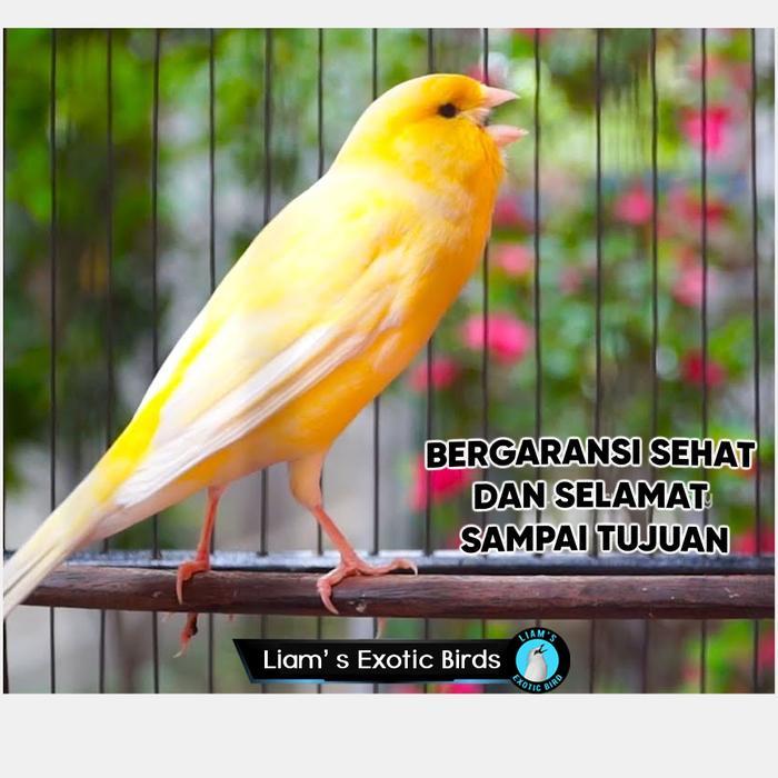 Ready Kenari AFS Gacoran Warna Kuning Sehat Tanpa Cacat Pengiriman Aman Liam's Exotic Birds